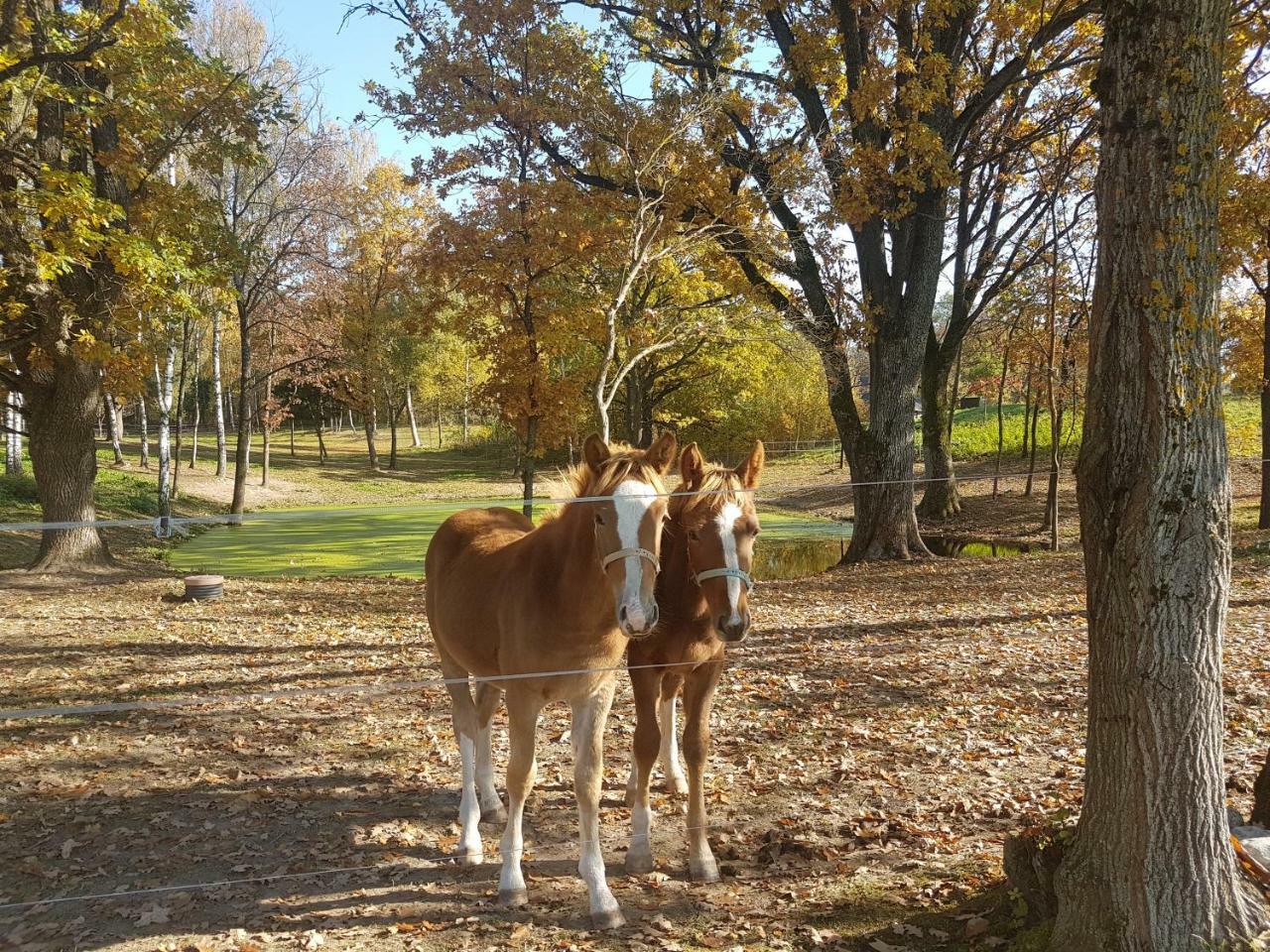 Aukštadvaris Villa Cheval المظهر الخارجي الصورة